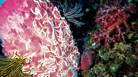  Japanese Barrel Sponge! Deze bizarre en onvoorstelbaar zachte zee-bewoner staat bekend om zijn unieke vorm en verbazingwekkende regeneratieve vermogens