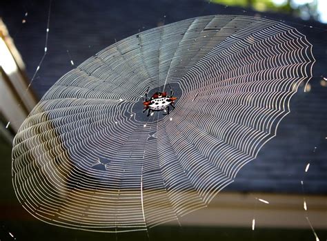  Orbweaver: Met een Spinnet vol Kunstwerken, Weeft deze Wonderlijke Weerwolf van de Nacht een Web van Verbluffende Verscheidenheid!