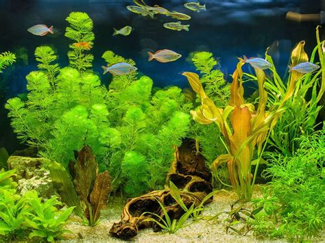  Platax! De levende bloem die je aquarium een tropische flair geeft