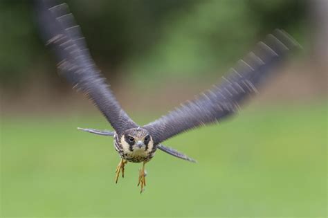  Boomvalk! Een Meesterlijke Jager Met een Sterke Smaak Voor Muizen en Vogels