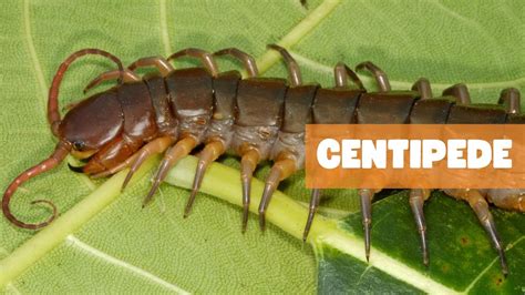  Centripedes: Een vergeten wonder der natuur met duizend poten en een leven vol geheimzinnige ondergrondse gangen!