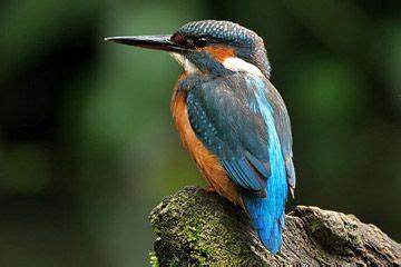  Dooie vogels! Dit fascinerende gevogelte combineert een scherp oogzicht met de snelheid van een bliksem.