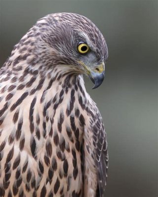  Dwergkauw: Met zijn scherpe blik en onnavolgbare mimiek, een echte meester in het imiteren van menselijke geluiden!