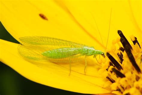  Florfliege! Een Onverwachteheld in de Wereld van de Bestuiving