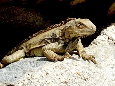  Iguana: Een reptiel met schubben zo blauw als de Caribische zee!