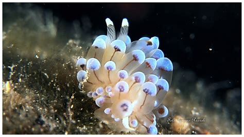  Janolus Cristatus: Een Kleurrijke Zee-Slakkie Met Een Onverwachte Smaak Voor Spong