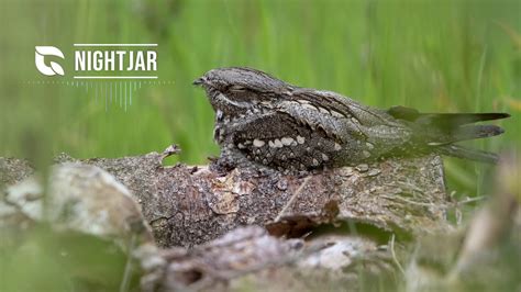 Nachtjar! Ontdek de Mysterieuze Nachten Zangvogel van het Bos