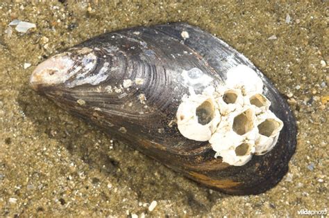  Noordzee Mossel: Een Onmisbare Filtermachine Met Twee Schelpen!