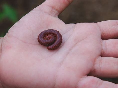  Okinawa Millipede: Een Trage Wonder met een Overvloed aan Beetjes!