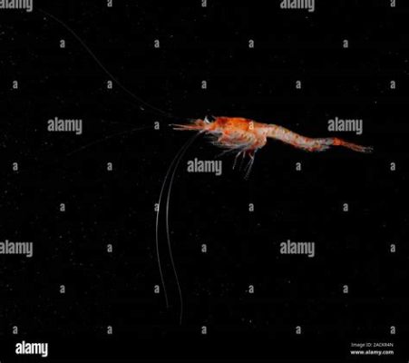   Opossum Shrimp: A Tiny Crustacean That Embarks on Epic Migrations Through the Ocean Depths!