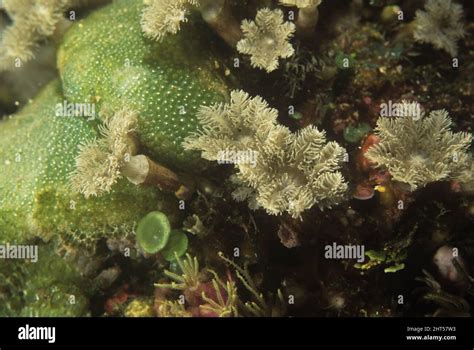  Organ Pipe Coral: Een Onderwater Orkest van Polypen Met Geel Fluorescerende Nachtkleding!