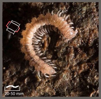  Polydesmus! Een Myriapode met een Gevriesd Hart en een Zorgvuldig Gebruiksaanwijzing voor zijn Schuurtje