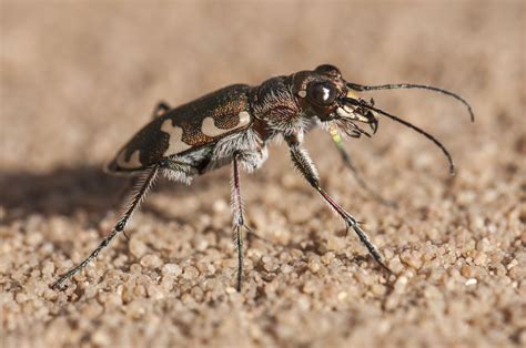  Questing Beetle! Discovering the Intriguing World of a Six-Legged Explorer