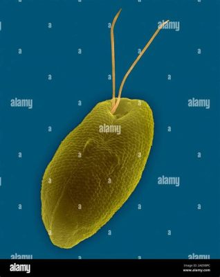 Rhodomonas! Een Microscopische Wonderwereld van Rode Vlagellen en Zonnelicht Powered-Voeding