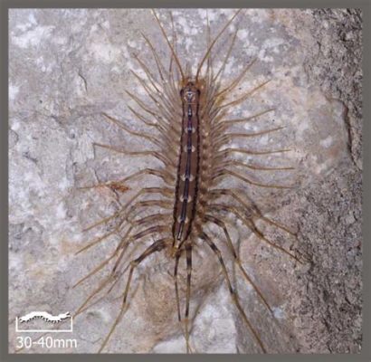  Scutigera Coleoptrata: Een Myriapode die Gezichtstaalt aan beide een Spookachtige en Vlijmscherpe schoonheid heeft!