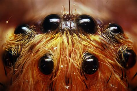  Spinnekop: Een Meesterlijke Bouwer van Webben met Acht Ogen en een Voorliefde voor Insecten!