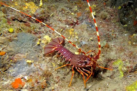  Spiny Lobster: Een wonderlijke schelpdierarchitect die zijn thuis in de kelder van de oceaan heeft!