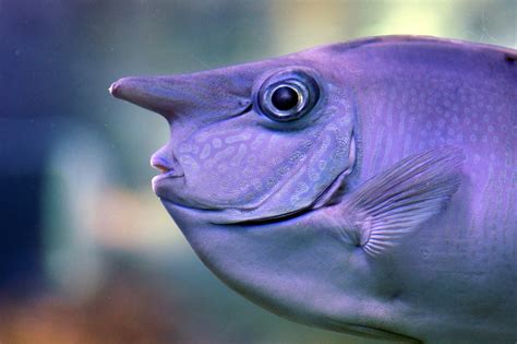 Unicornfish! Een wonderlijk schepsel met schitterende kleuren en een unieke zwemtechniek