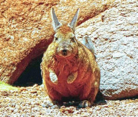  Viscacha!  Een knaagdier met de snelheid van een haas en de stoïcijnsheid van een kameel