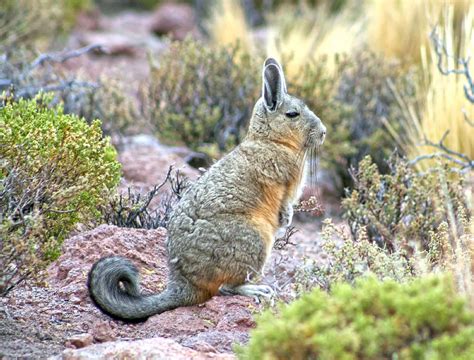  Viscacha! Een knaagdier met een gezelschappelijk karakter en een voorkeur voor hoge bergruggen