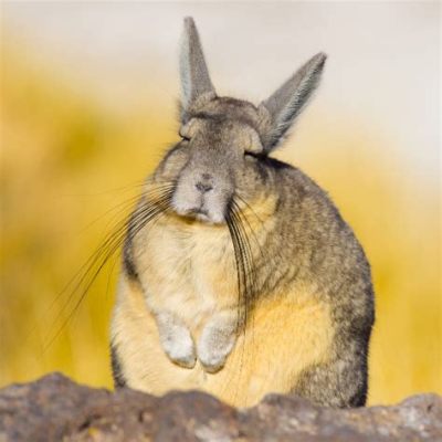  Viscacha! Deze Kleine Knaagdier Met Lange Oren Heeft Een Onverwachte Verbondenheid Met Konijnen