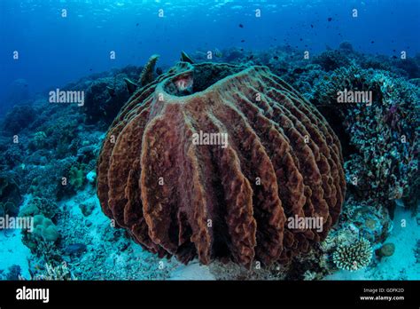  Xenospongia!  Ontdek deze unieke zeespons die een echte meester is in het filteren van de oceaan