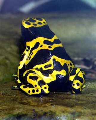   Yellow-banded Poison Dart Frog: Een Amphibie met een Heldere Waarschuwing en Gekromde Karakteristieken!